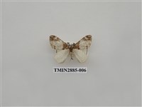 藏品(尺蛾614)的圖片